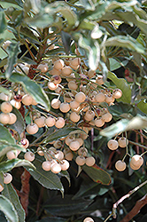 White Coral Berry (Ardisia crenata 'Alba') at Lakeshore Garden Centres