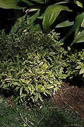White Coral Berry (Ardisia crenata 'Alba') at Lakeshore Garden Centres