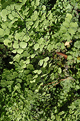 Southern Maidenhair Fern (Adiantum capillus-veneris) at Lakeshore Garden Centres