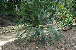 Burrawang (Macrozamia communis) at Lakeshore Garden Centres