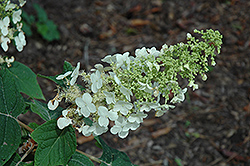 Ellen Huff Hydrangea (Hydrangea quercifolia 'Ellen Huff') at Lakeshore Garden Centres