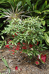 Coral Berry (Ardisia crenata) at Lakeshore Garden Centres