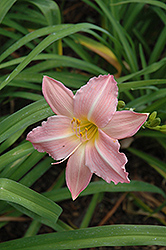 Color Splash Daylily (Hemerocallis 'Color Splash') at Lakeshore Garden Centres