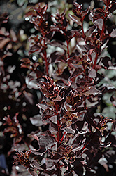 Black Diamond Red Hot Crapemyrtle (Lagerstroemia 'Black Diamond Red Hot') at Lakeshore Garden Centres