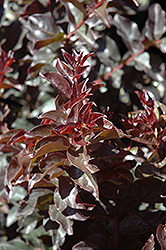 Plum Magic Crapemyrtle (Lagerstroemia 'Plum Magic') at Lakeshore Garden Centres