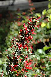 Broadleaf Firecracker Plant (Russelia sarmentosa) at Lakeshore Garden Centres
