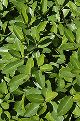 Oscar's Dwarf Yaupon Holly (Ilex vomitoria 'Oscar's Dwarf') at Lakeshore Garden Centres