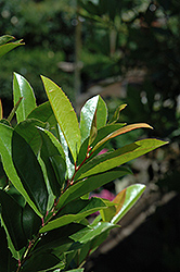 Compact Cherry Laurel (Prunus caroliniana 'Compacta') at Lakeshore Garden Centres