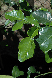 Kaffir Lime (Citrus hystrix) at Lakeshore Garden Centres