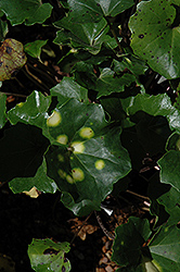 Leopard Plant (Ligularia tussilaginea 'Aureomaculata') at Lakeshore Garden Centres