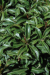 Japanese Holly (Ardisia crispa) at Lakeshore Garden Centres