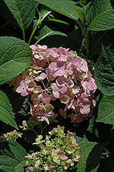 Bountiful Bouquets Hydrangea (Hydrangea macrophylla 'Bountiful Bouquets') at Lakeshore Garden Centres