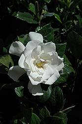 Whispering Pines Gardenia (Gardenia jasminoides 'Whispering Pines') at Lakeshore Garden Centres