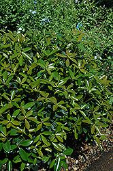 Bigfoot Cleyera (Ternstroemia gymnanthera 'Sotall') at Lakeshore Garden Centres