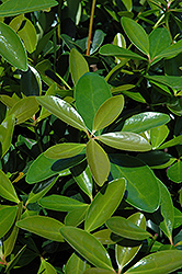 Bigfoot Cleyera (Ternstroemia gymnanthera 'Sotall') at Lakeshore Garden Centres