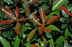 LeAnn Cleyera (Ternstroemia gymnanthera 'Contherann') at Lakeshore Garden Centres
