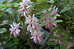 Chinese Indigo (Indigofera decora) at Lakeshore Garden Centres