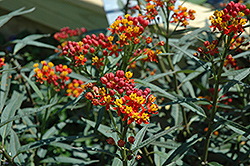 Silky Deep Red Milkweed (Asclepias curassavica 'Silky Deep Red') at Lakeshore Garden Centres