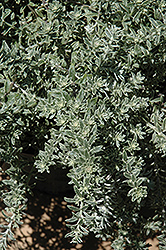 Smokey Coast Rosemary (Westringia fruticosa 'Smokey') at Lakeshore Garden Centres