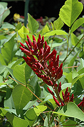 Bidwell's Coral Tree (Erythrina x bidwillii) at Lakeshore Garden Centres