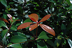 Copper Crown Cleyera (Ternstroemia gymnanthera 'Grewad') at Lakeshore Garden Centres