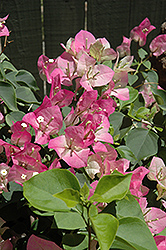 Yani's Delight Bougainvillea (Bougainvillea 'Yani's Delight') at Lakeshore Garden Centres