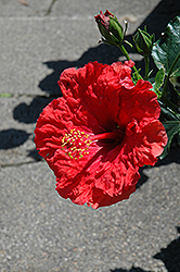 Irresistible Hibiscus (Hibiscus rosa-sinensis 'Irresistible') at Lakeshore Garden Centres