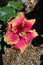 Pink Lemonade Hibiscus (Hibiscus rosa-sinensis 'Pink Lemonade') at Lakeshore Garden Centres