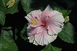 Baby Girl Hibiscus (Hibiscus rosa-sinensis 'Baby Girl') at Lakeshore Garden Centres