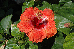 Laguna Sunset Hibiscus (Hibiscus rosa-sinensis 'Laguna Sunset') at Lakeshore Garden Centres