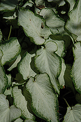 White Pearl Caladium (Caladium 'White Pearl') at Lakeshore Garden Centres