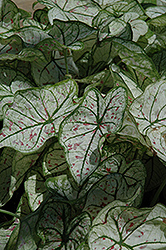 Candidum Jr. Caladium (Caladium 'Candidum Jr.') at Lakeshore Garden Centres