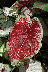 Raspberry Moon Caladium (Caladium 'Raspberry Moon') at Lakeshore Garden Centres