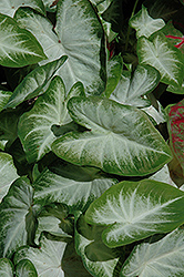 Aaron Caladium (Caladium 'Aaron') at Lakeshore Garden Centres