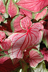 Florida Sweetheart Caladium (Caladium 'Florida Sweetheart') at Lakeshore Garden Centres