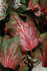 Pink Gem Caladium (Caladium 'Pink Gem') at Lakeshore Garden Centres