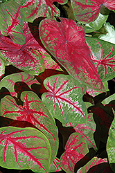 Scarlet Beauty Caladium (Caladium 'Scarlet Beauty') at Lakeshore Garden Centres