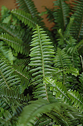 Australian Sword Fern (Nephrolepis obliterata) at Lakeshore Garden Centres