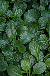 Hill Country Bugleweed (Ajuga reptans 'Hill Country') at Lakeshore Garden Centres