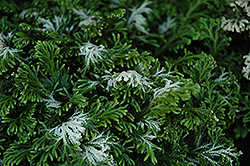 Avatar Spikemoss (Selaginella 'Avatar') at Lakeshore Garden Centres