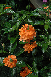 Sundance Firecracker Plant (Crossandra infundibuliformis 'Sundance') at Lakeshore Garden Centres