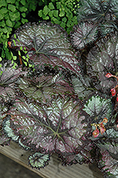 Plum Paisley Begonia (Begonia 'Plum Paisley') at Lakeshore Garden Centres