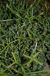 Hairy Stemmed Rhipsalis (Rhipsalis pilocarpa) at Lakeshore Garden Centres