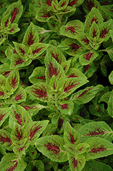 Juicy Lucy Coleus (Solenostemon scutellarioides 'Juicy Lucy') at Lakeshore Garden Centres