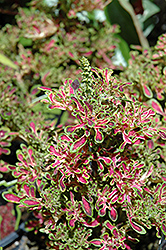 Molten Coral Coleus (Solenostemon scutellarioides 'Molten Coral') at Lakeshore Garden Centres
