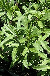 Sweetie Mexican Tarragon (Tagetes lucida 'Sweetie') at Lakeshore Garden Centres