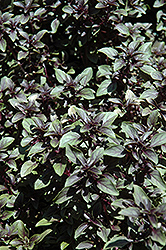 Purple Globe Basil (Ocimum basilicum 'Purple Globe') at Lakeshore Garden Centres
