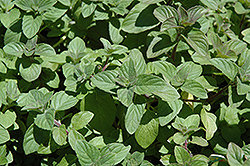 Swiss Mint (Mentha x piperita 'Swiss') at Lakeshore Garden Centres
