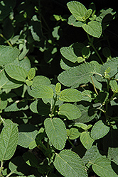 Mexican Oregano (Lippia graveolens) at Lakeshore Garden Centres