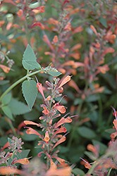 Mexican Giant Hyssop (Agastache mexicana) at Lakeshore Garden Centres